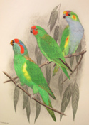 illustration of parrots from 'Birds of Australia,' one of the books on exhibit