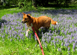 a dog in a field of flowers, from the display of photos of staff pets