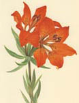 Colored illustration of an orange lily.