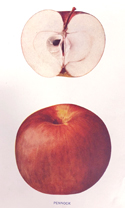 illustration of Pennock apples