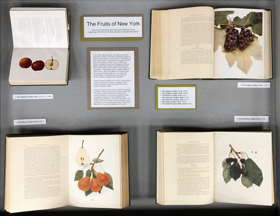 Display case 1, with illustrations of apples, grapes, pears and plums