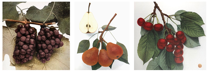 Illustrations of grapes, pears and cherries