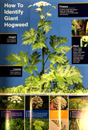 brochure: How to Identify Giant Hogweed