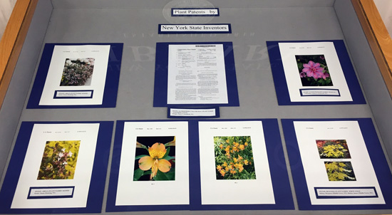 Center display case, with images from patents for abelia, clematis, astrolomeria and dicentra.