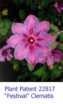 Festival clematis, from a patent filed in 2012