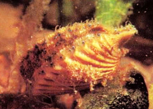 New York State Shell- Bay Scallop