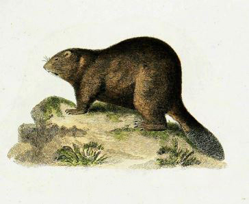 Beaver Illustration from Fauna of New York, 1842