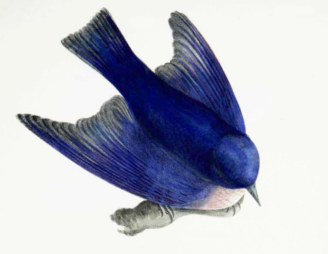 NYS Bird: the Eastern Bluebird