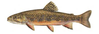 New York State Fish: Brook Trout