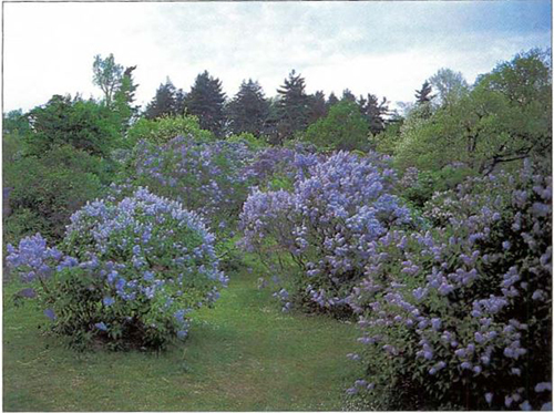 New York State Bush- Lilac