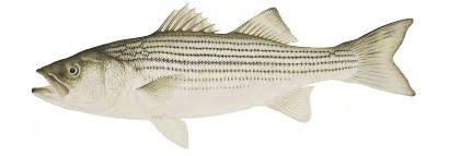New York Sate Salt-Water Fish: Striped Bass